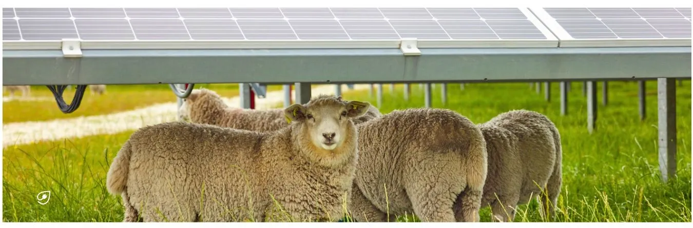 Solarenergie als vegane Energiequelle.