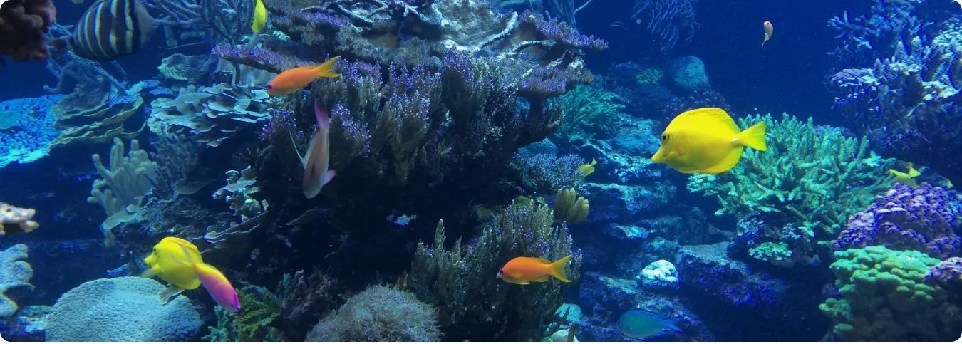 Verschiedene Fischarten die im Meer schwimmen. 