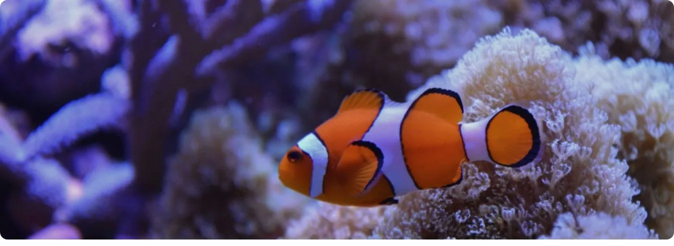 Clownfisch, der sein Geschlecht ändern kann.