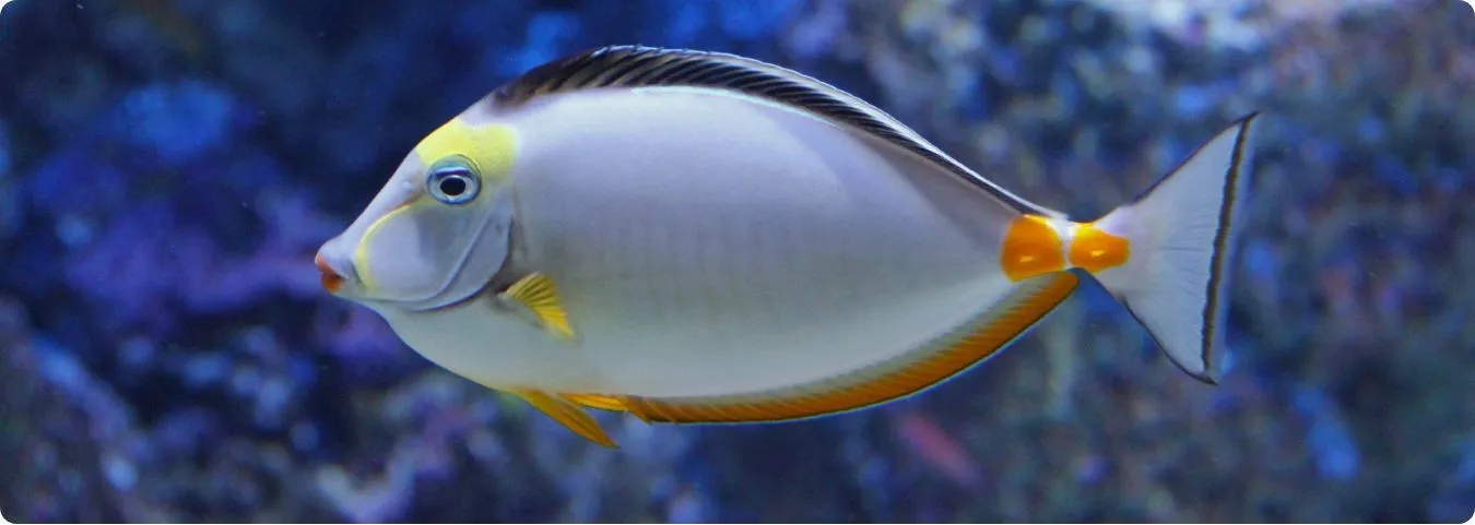 Großer Fisch vor einem Riff.