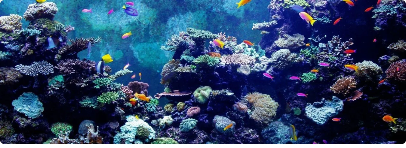 Great Barrier Reef in Australien.