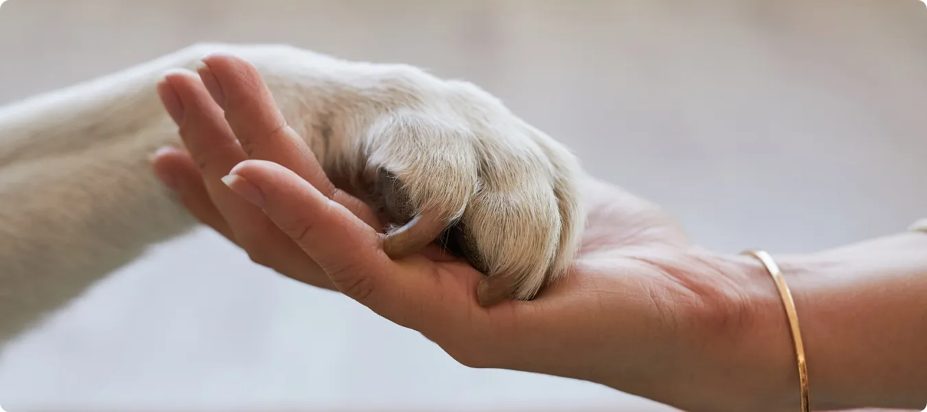 Hand und Pfote, eine Freundschaft zwischen Mensch und Tier.