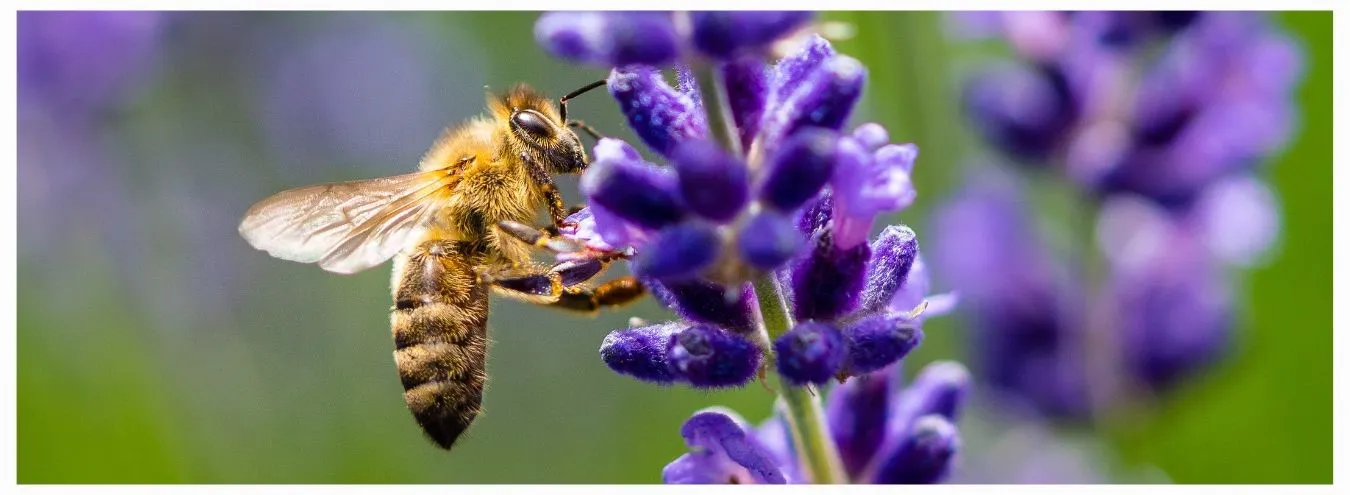 PV Anlagen schaffen Lebensräume für Bienen.