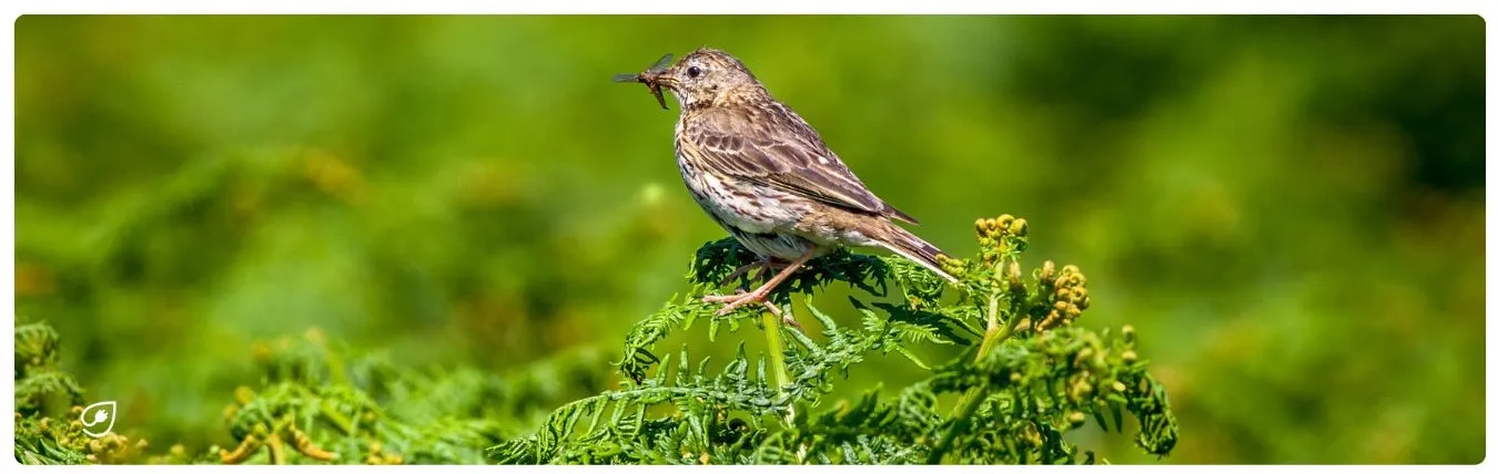 Vögel und andere Tiere profitieren von PV Anlagen.