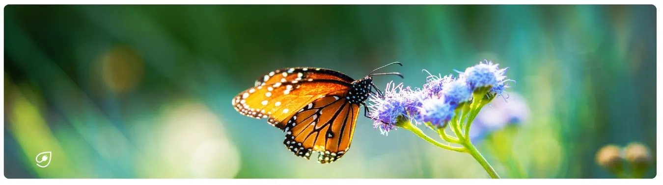 Insekten profitieren von der Pflanzenvielfalt in Solarparks.