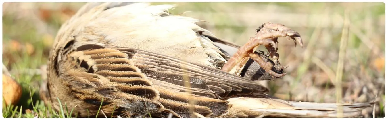 Vogelschlag durch Windrad.