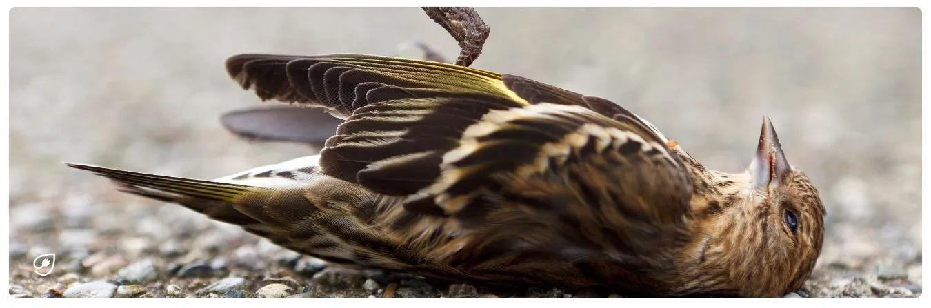 Jährlich sterben 100.000 Vögel durch Windkraftanlagen.