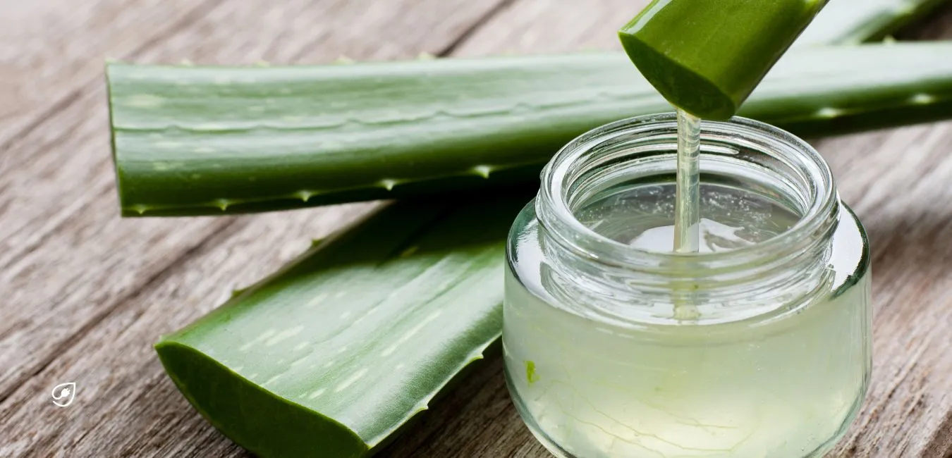 Da Du nun einige Tipps zur Pflege der Aloe Vera erhalten hast, klären wir Dich nun darüber auf, wie Du das Gel der Wunderpflanze gewinnen kannst.