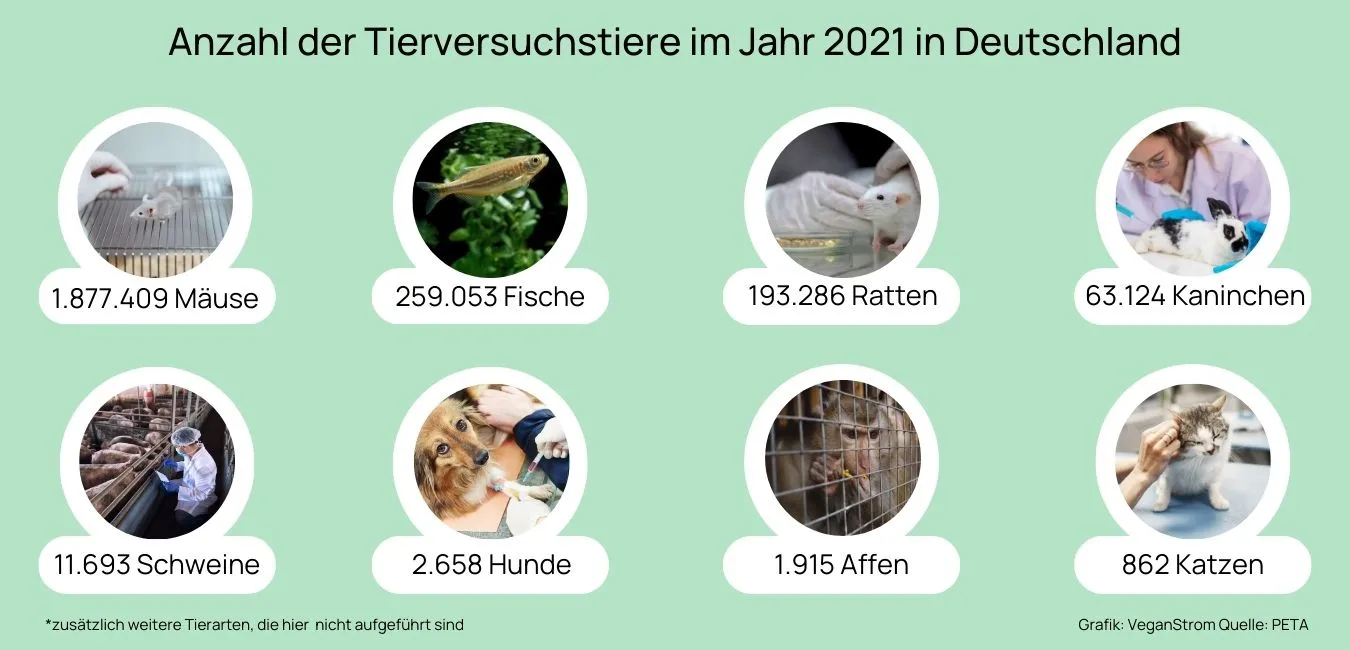 Im Jahr 2021 mussten in Deutschland 2,5 Millionen Tiere in Tierversuchen leiden, was im Vergleich zum Vorjahr einem Rückgang von lediglich einem Prozent entspricht.