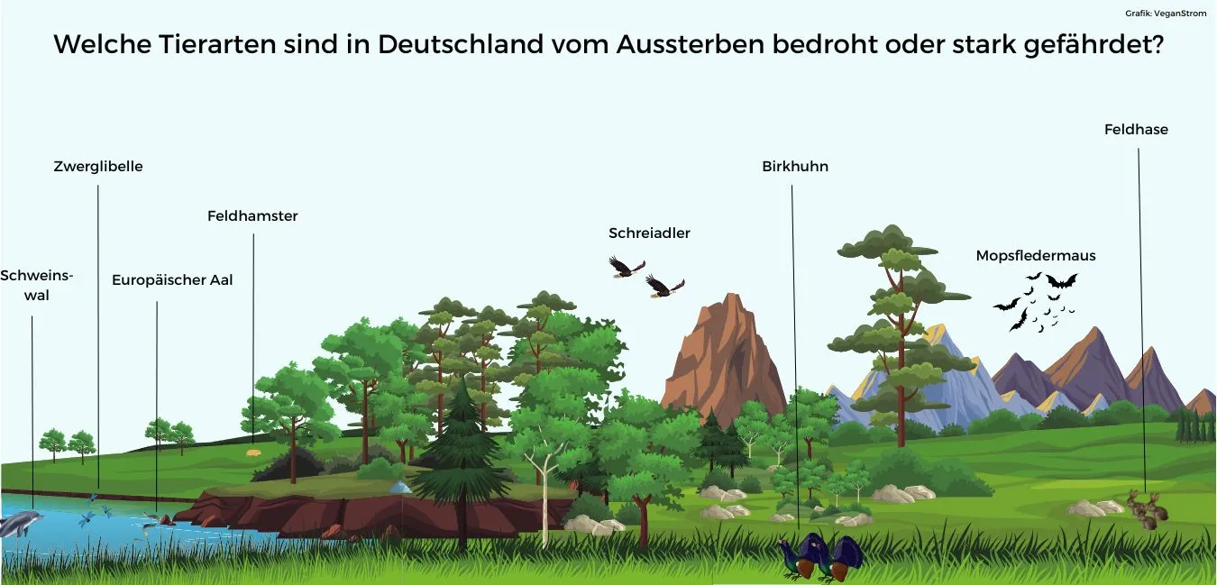 Diese Arten sind bedroht.