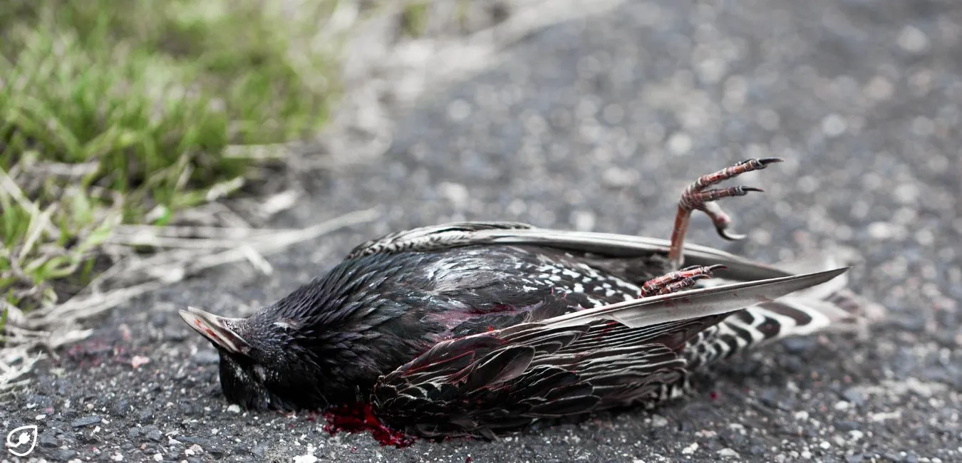 Auch Ökostrom kann Tierleid verursachen.