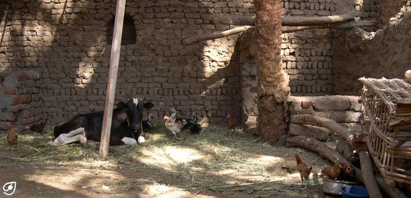 Das Altersheim für Tiere: Der Gnadenhof.