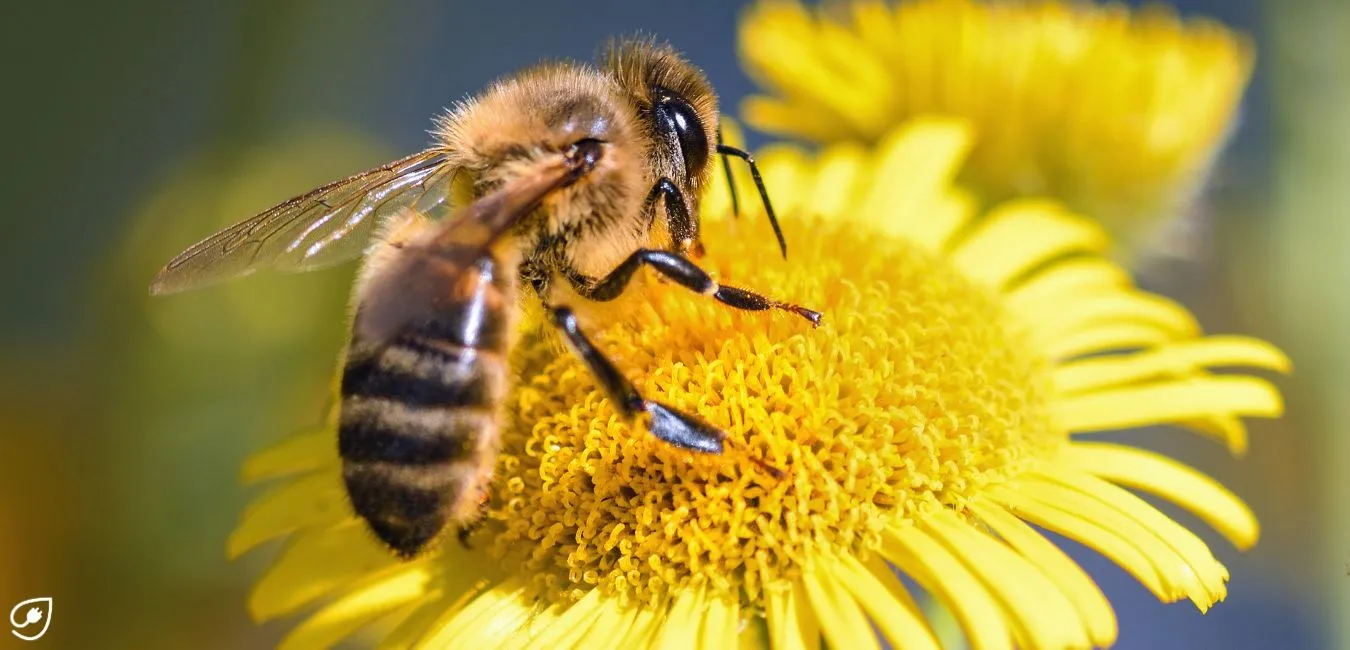 Das kannst Du für Bienen tun