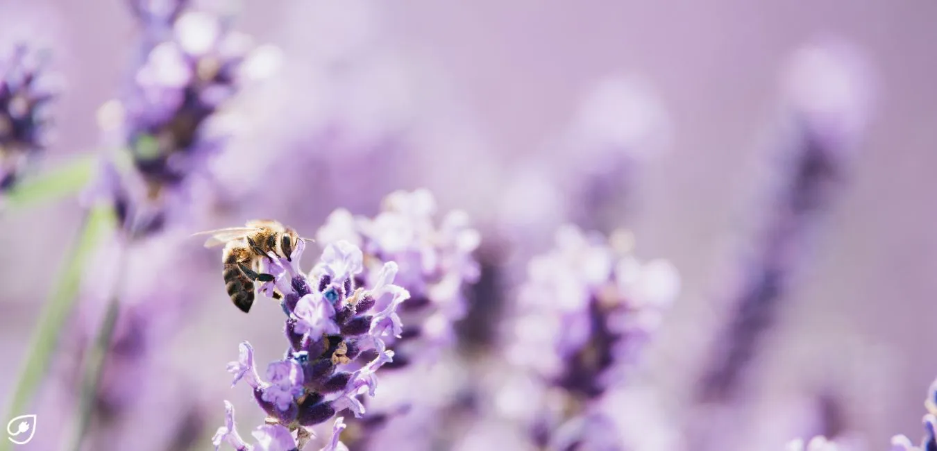 Auch, wenn Du keinen Garten, sondern einen Balkon besitzt, kannst Du diesen bienenfreundlich gestalten
