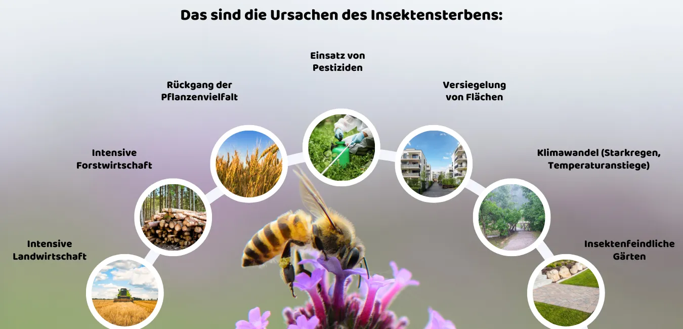 Das sind die Ursachen des Insektensterbens.