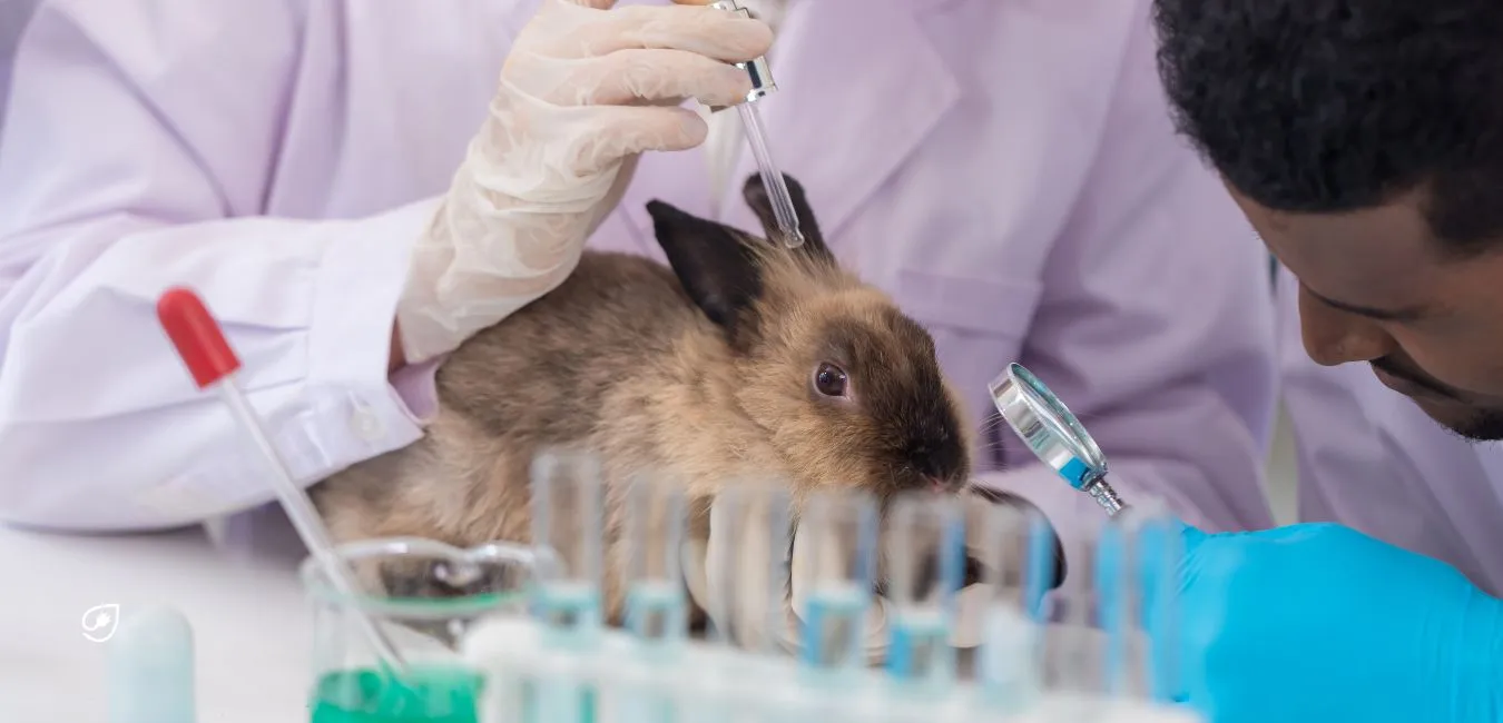 Tierversuche müssen von den Behörden genehmigt werden, wobei es bemerkenswert ist, dass nur etwa 1% der Anträge abgelehnt wird.