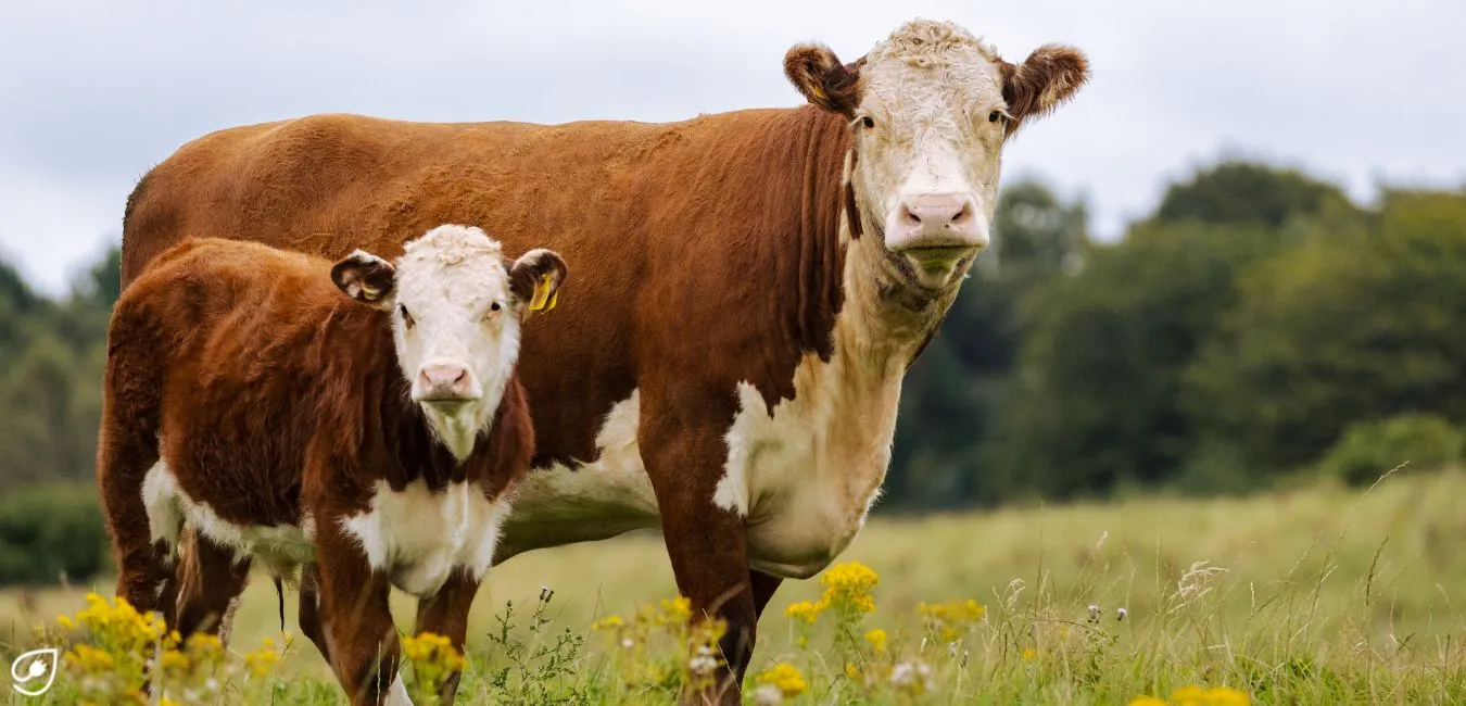 Durch einen veganen Lebensstil kannst Du viele Tierleben retten.