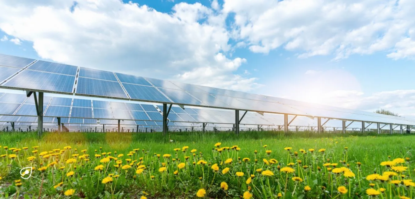Unser Strom wird ausschließlich aus Photovoltaik-Anlagen gewonnen. So stellen wir sicher, dass für die Stromerzeugung keine Tiere leiden oder gar sterben müssen. 