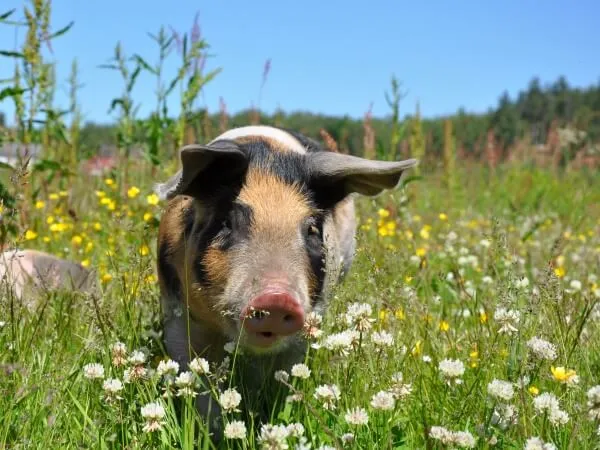 Tiere sind nicht dein Schinken oder Speck.