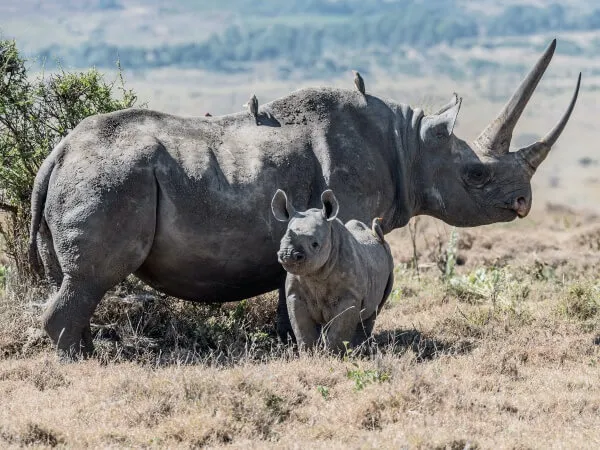 Tiere sind nicht Deine Medizin