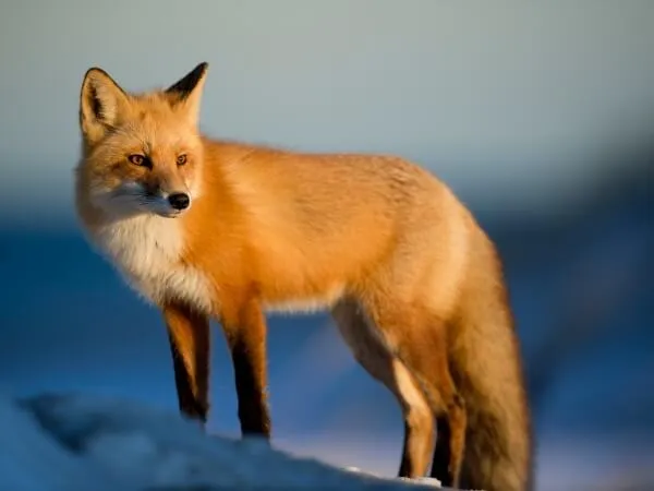 Tiere sind keine Zielscheibe
