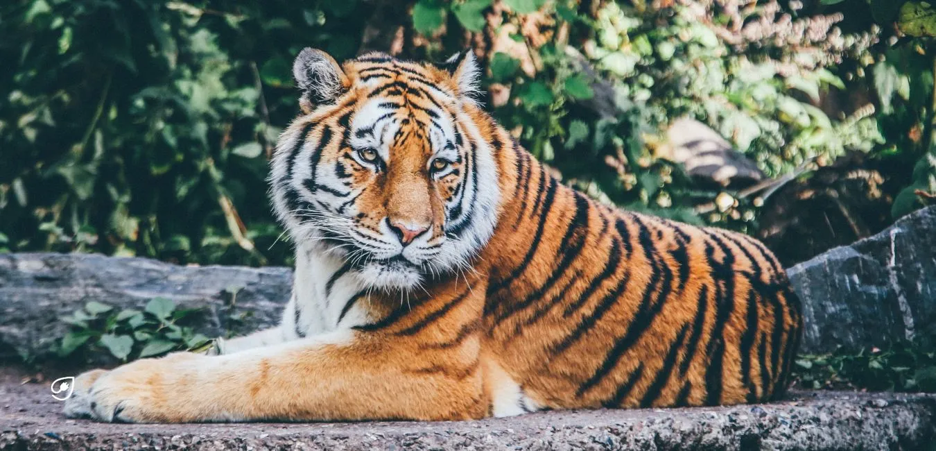 Herkömmliche Zoos und Tierparks haben in den letzten Jahren vermehrt Kritik auf sich gezogen, da sie oft nicht den Anforderungen einer artgerechten Tierhaltung gerecht werden.