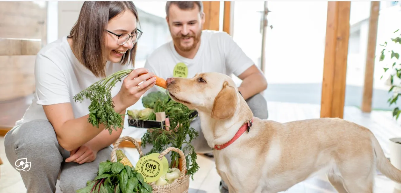 So ernährst Du Deinen Hund vegan. 