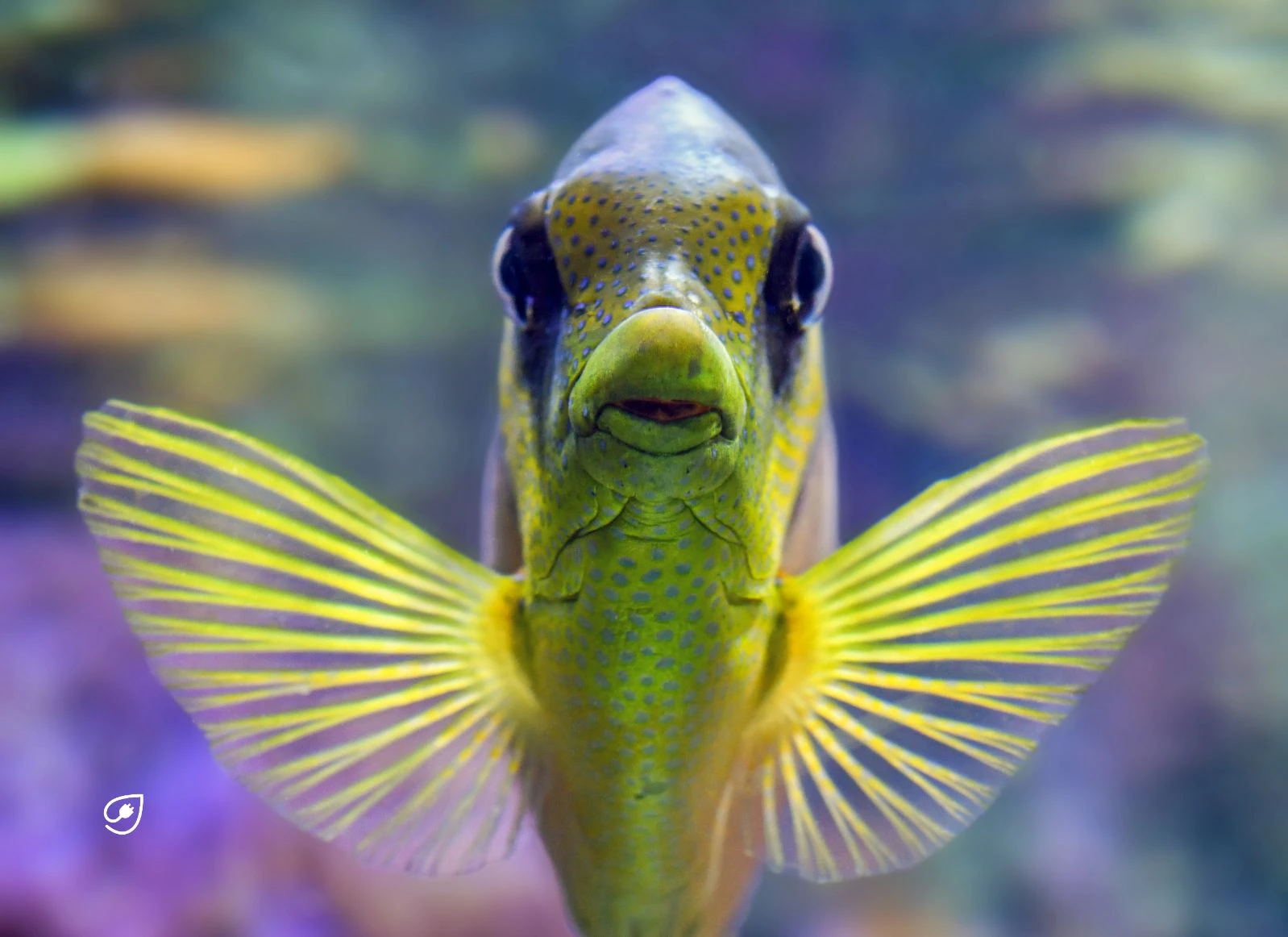 Ein Fisch, der im Meer schwimmt.
