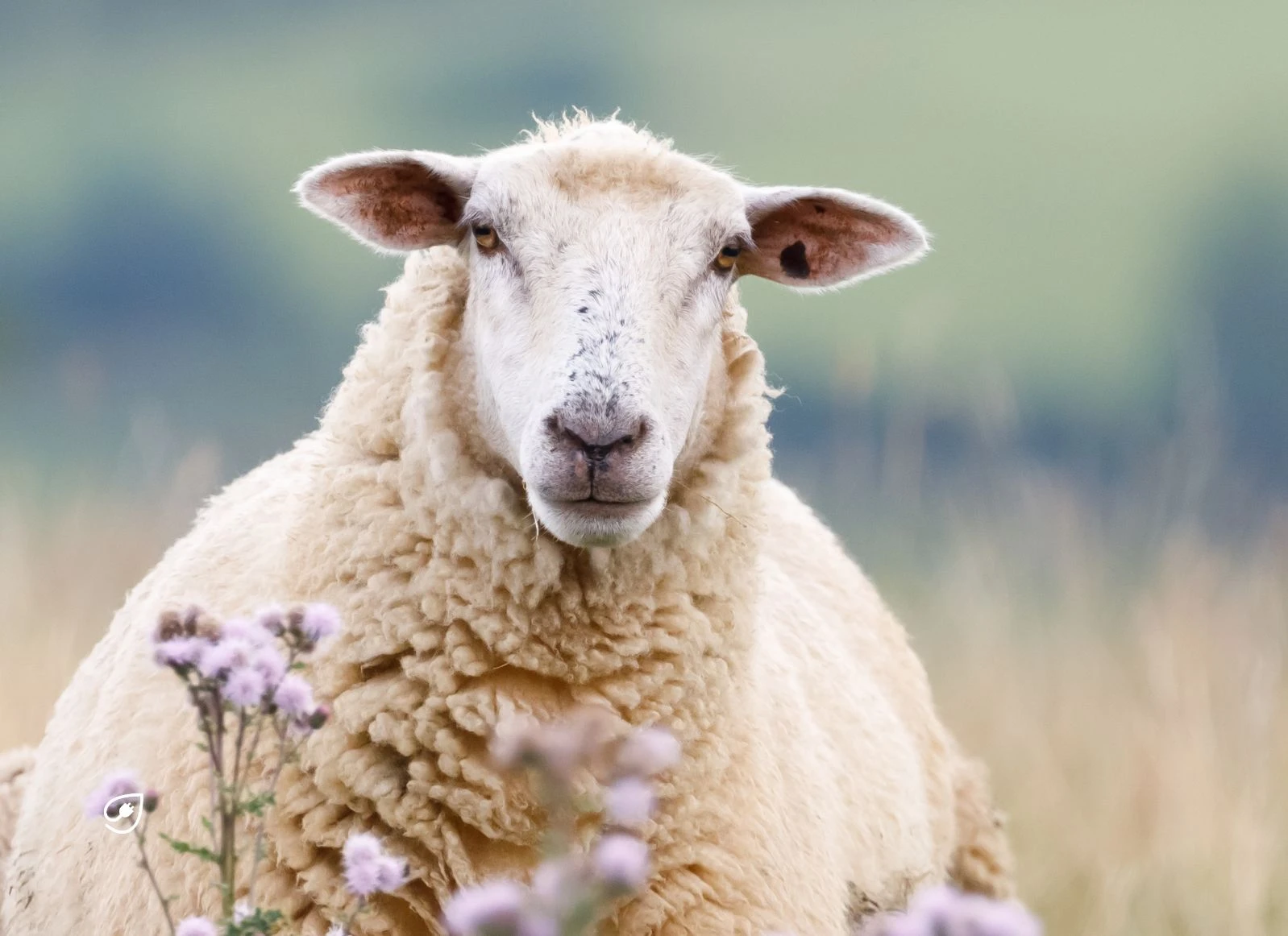 Was veganer Strom ist und wie erzeugt wird erfährst Du hier.