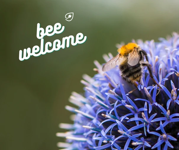 So hilfst Du Bienen im Garten