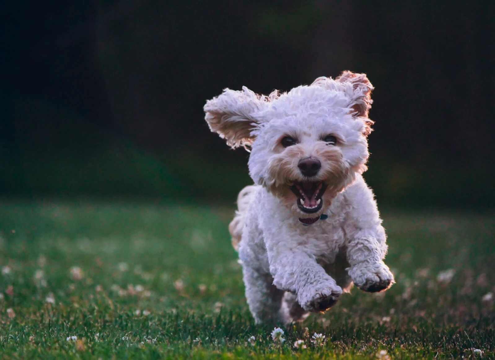 Hier sind Alternativen zum Hundekotbeutel
