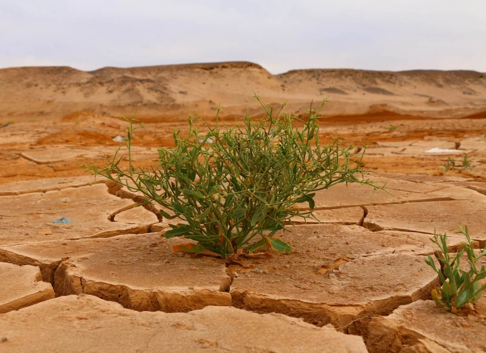 Welche Auswirkungen hat der Klimawandel auf unsere Gesundheit. 