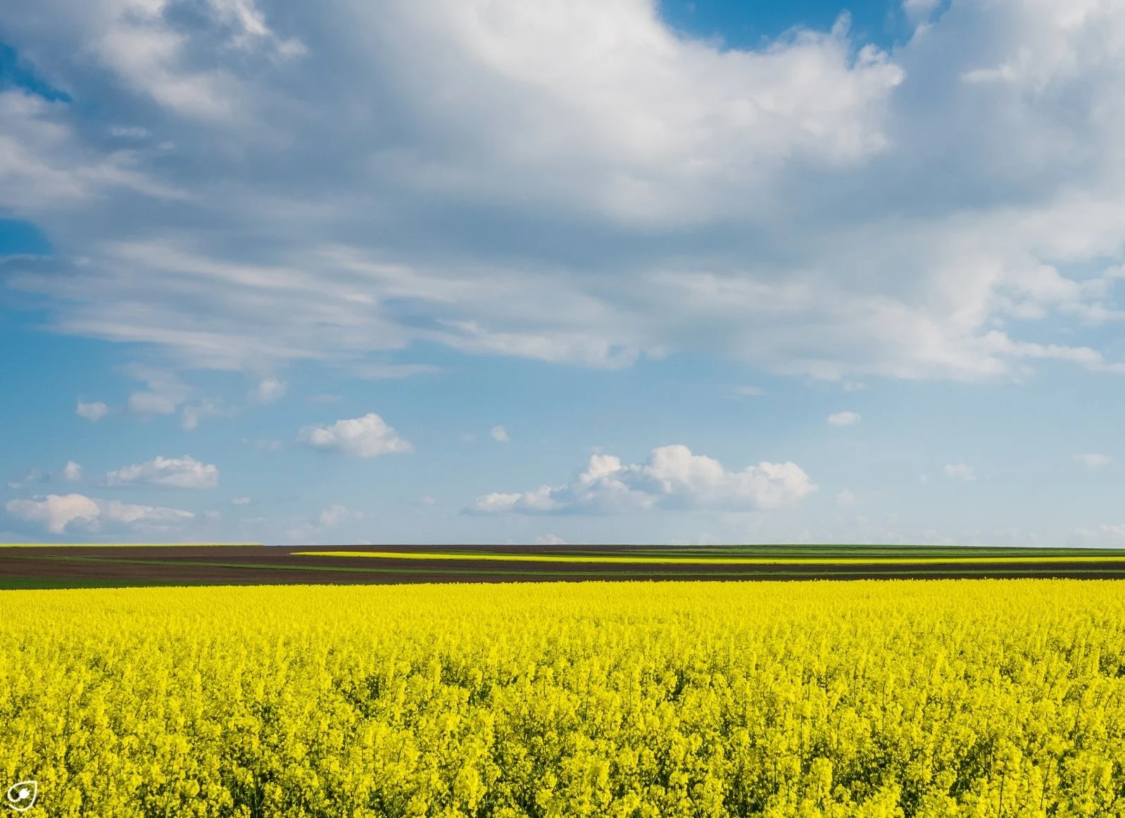 In Deutschland werden Energiepflanzen wie Raps für die Produktion von Agrokraftstoffen kultiviert. So gehen Agrarflächen verloren, die effektiver genutzt werden könnten.