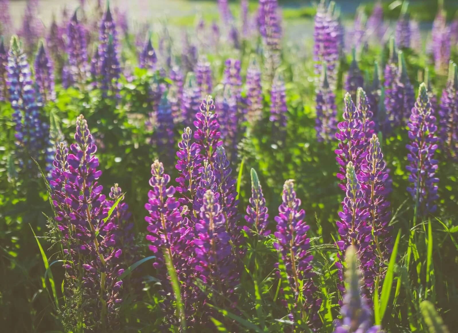 Lupine als Eiweiß-Lieferant.