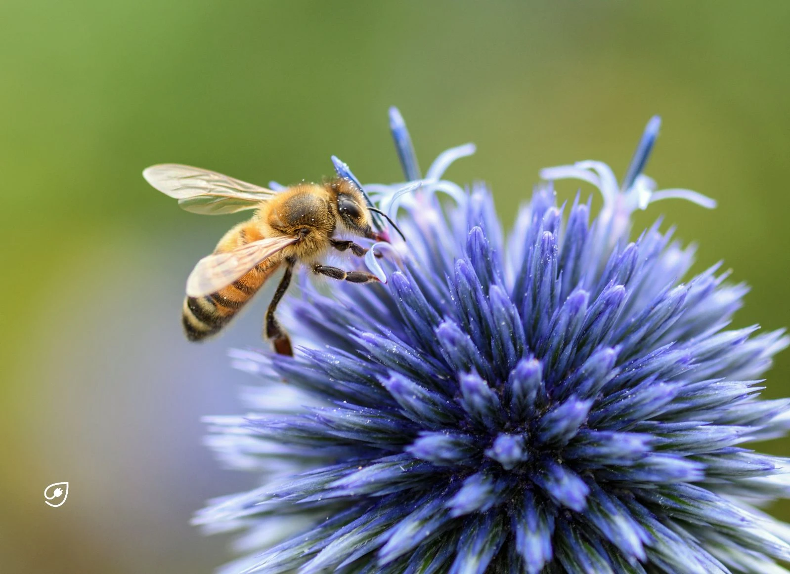 Alles Wissenswerte zum Insektensterben hier.