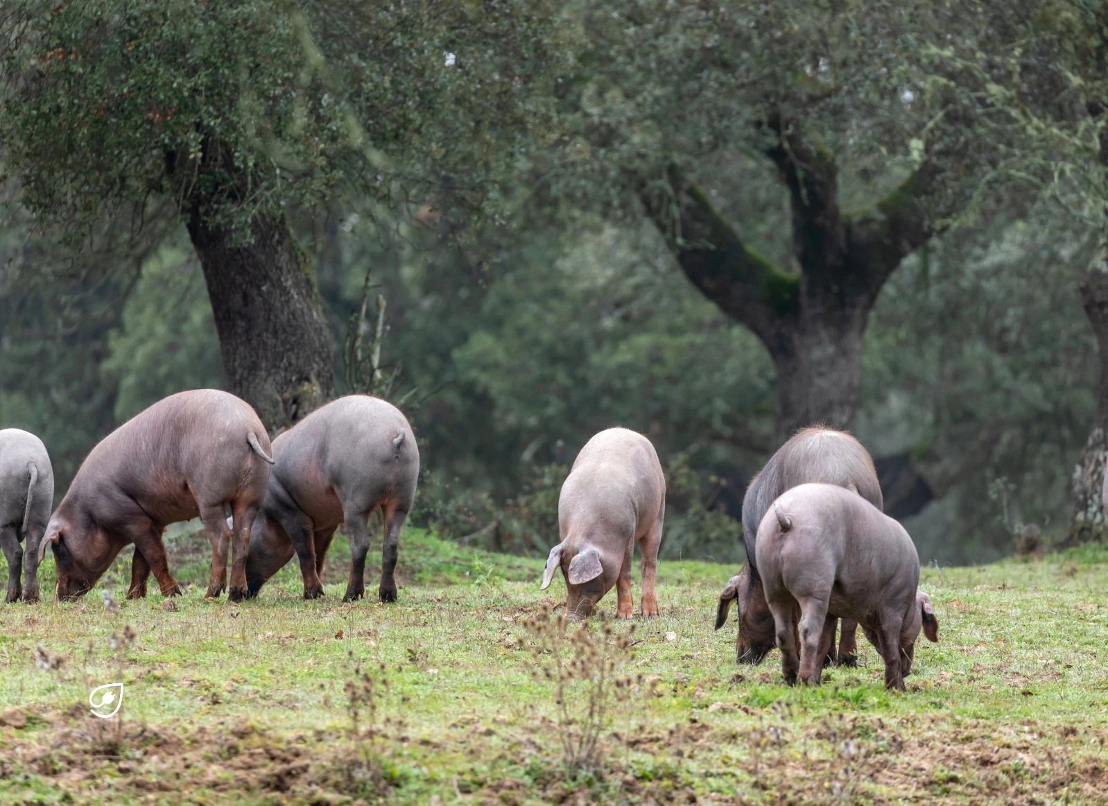 Projekt Gnadenhof, ein Altersheim für Tiere.