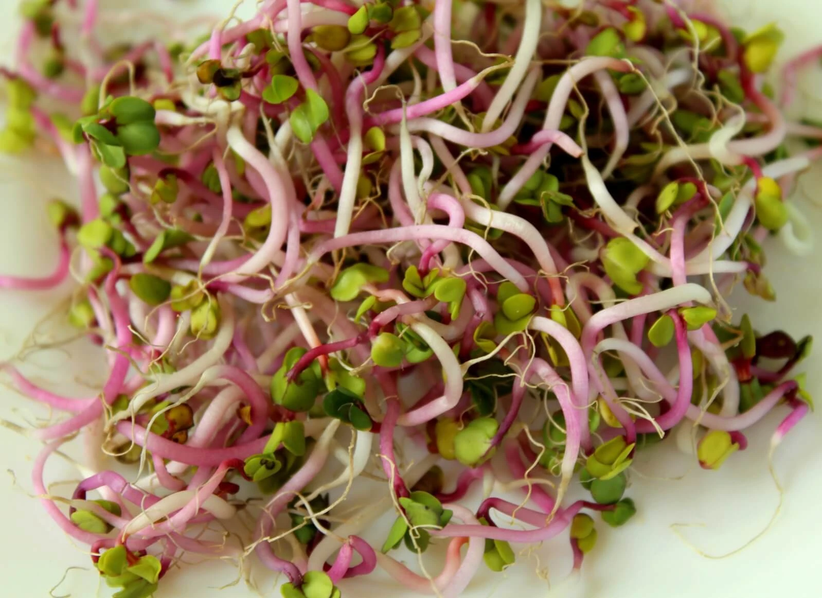 Microgreens als Superfood