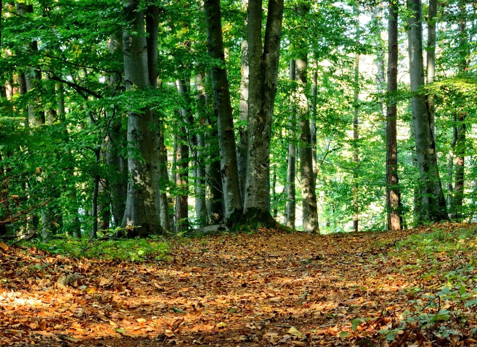 Ökosystem Wald: Hier erfährst Du mehr