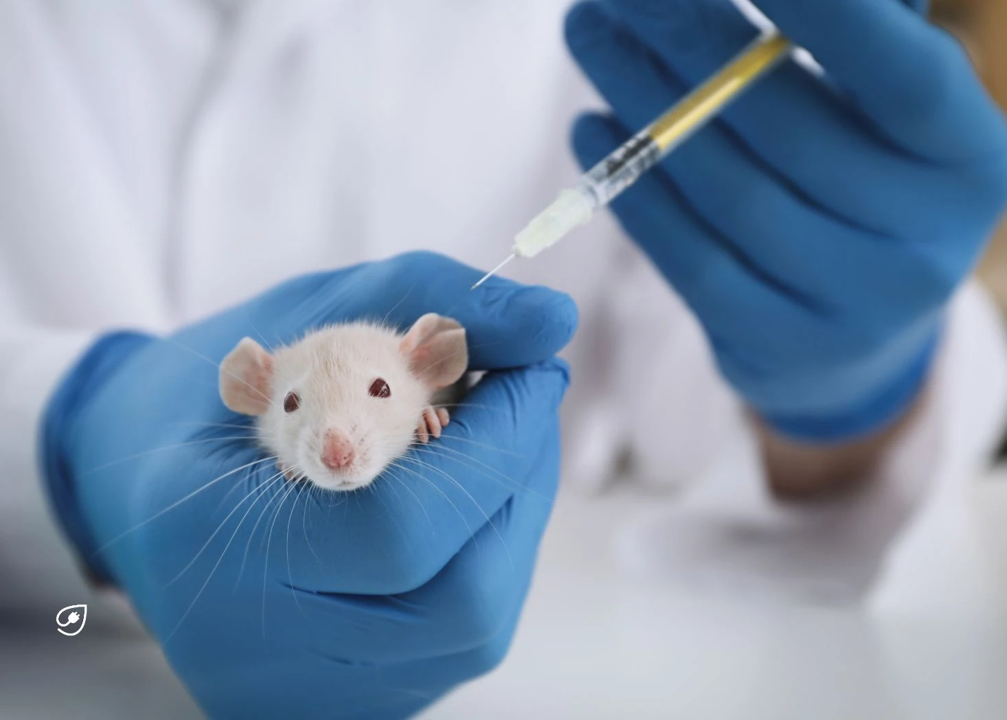 Die Durchführung von Tierversuchen ist in Deutschland nach wie vor traurige Realität. Jahr für Jahr werden Millionen Tiere zu Forschungszwecken getötet. Bei uns erfährst Du mehr zu dieser erschreckenden Thematik.