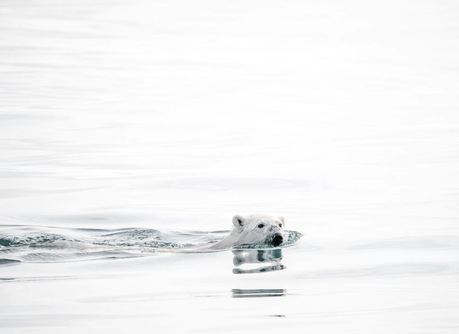 Vegan gegen den Klimawandel