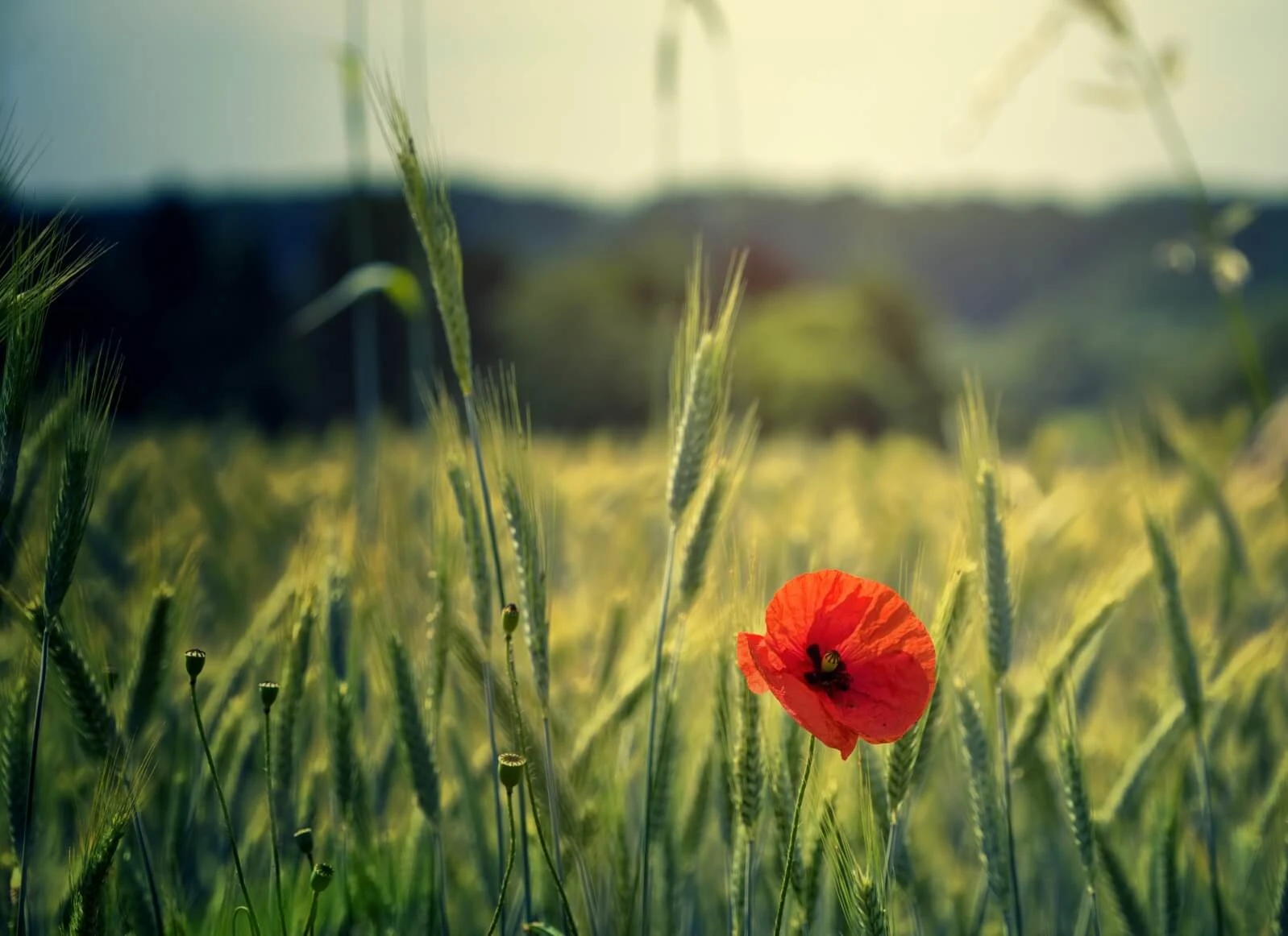 Vegan leben Dein Einfluss auf die Umwelt