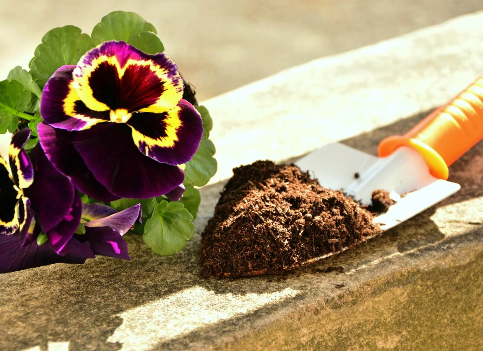 Vegane Blumenerde: Alles Wissenswerte zum Thema
